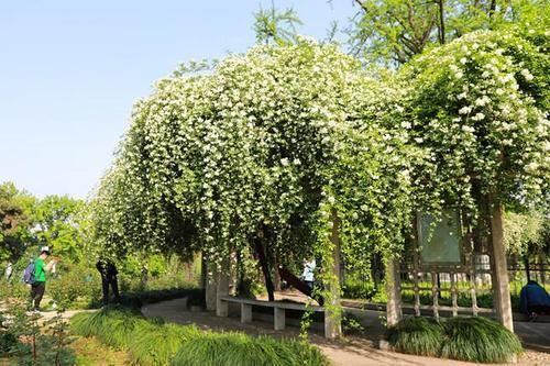 从此识花不求人系列（1）——藤本植物，爬墙达人，垂直绿化高手