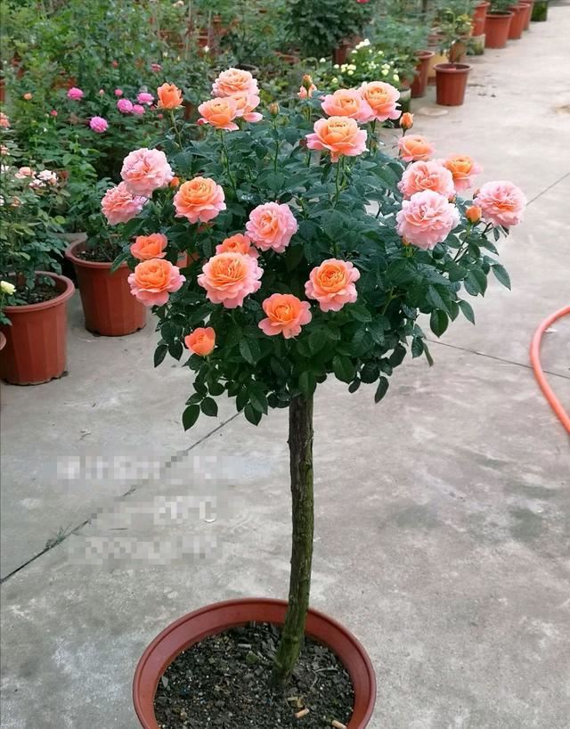 果汁阳台月季嫁接成棒棒糖月季，开花爆盆成花球，附上嫁接技巧