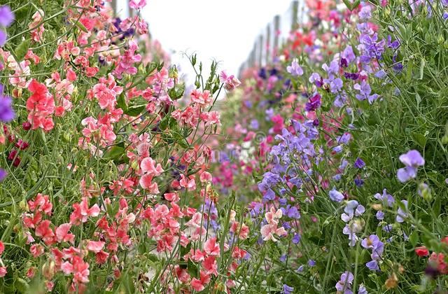 从此识花不求人系列（1）——藤本植物，爬墙达人，垂直绿化高手