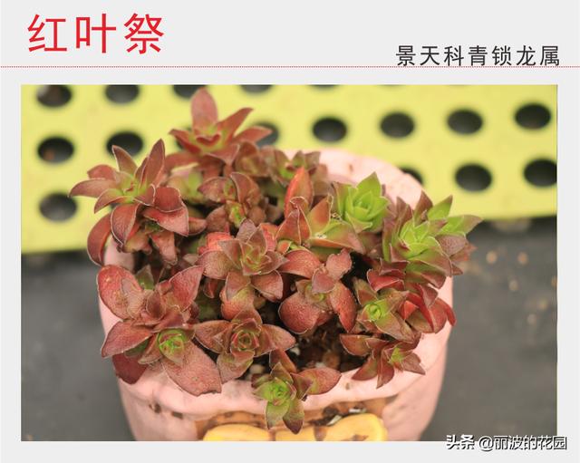 60种不同的景天科多肉植物图 不同的品种样式 个别非常的相似 种植技术 苗优信息网