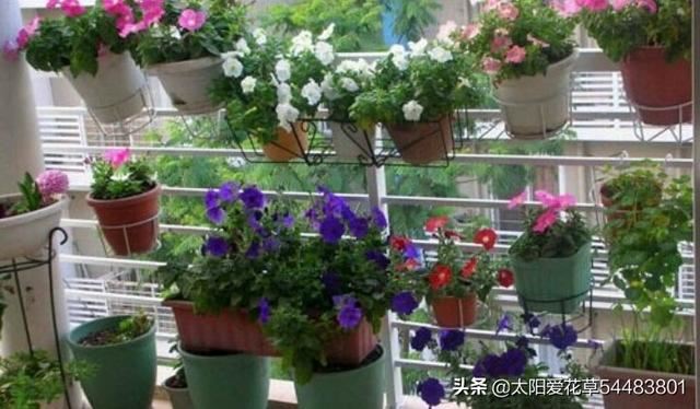 阳台盆栽花放不下怎么办？看看别人家的小阳台大格局