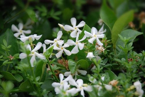 从此识花不求人系列（1）——藤本植物，爬墙达人，垂直绿化高手