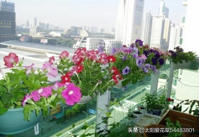 阳台盆栽花放不下怎么办？看看别人家的小阳台大格局