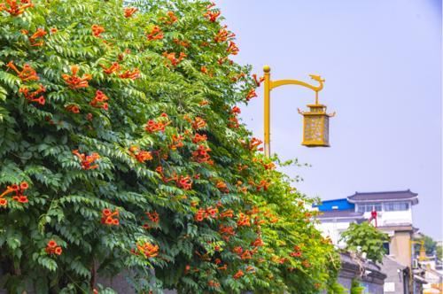 从此识花不求人系列（1）——藤本植物，爬墙达人，垂直绿化高手