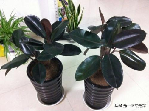 3种植物，适合室内养，耐旱又耐阴，是家庭盆栽佳品