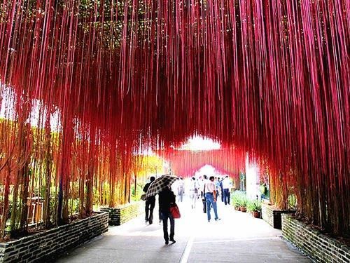 从此识花不求人系列（1）——藤本植物，爬墙达人，垂直绿化高手