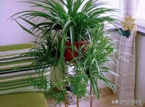 3种植物，适合室内养，耐旱又耐阴，是家庭盆栽佳品