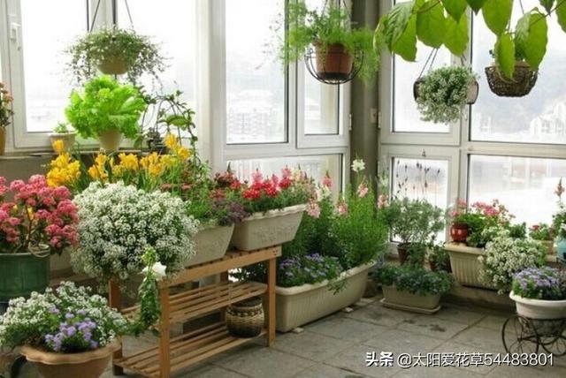 阳台盆栽花放不下怎么办？看看别人家的小阳台大格局