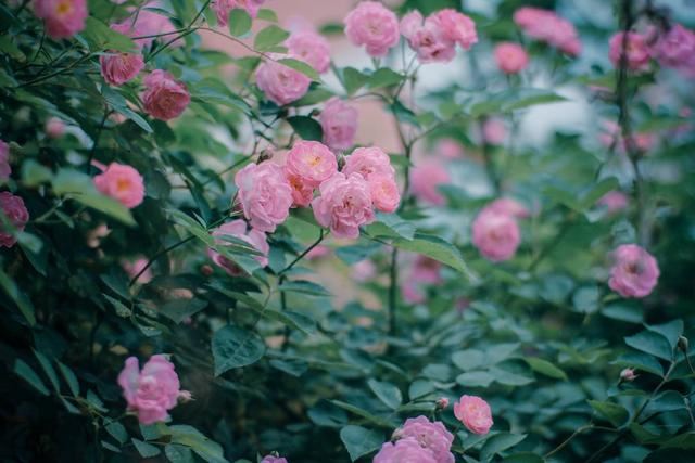 从此识花不求人系列（1）——藤本植物，爬墙达人，垂直绿化高手