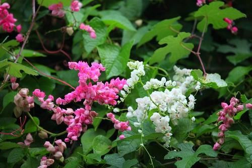 从此识花不求人系列（1）——藤本植物，爬墙达人，垂直绿化高手