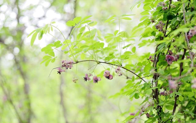 从此识花不求人系列（1）——藤本植物，爬墙达人，垂直绿化高手