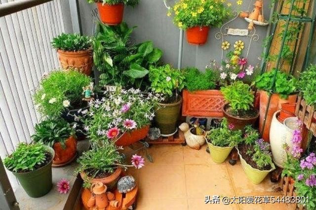 阳台盆栽花放不下怎么办？看看别人家的小阳台大格局