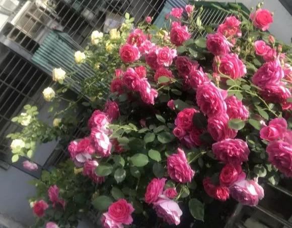 阳台小不碍事，用这4招，分分钟变成人人惊羡的大花园