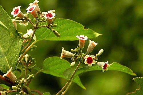 从此识花不求人系列（1）——藤本植物，爬墙达人，垂直绿化高手