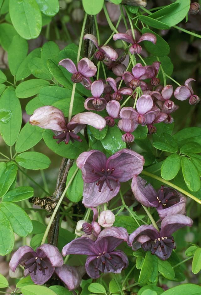 从此识花不求人系列（1）——藤本植物，爬墙达人，垂直绿化高手