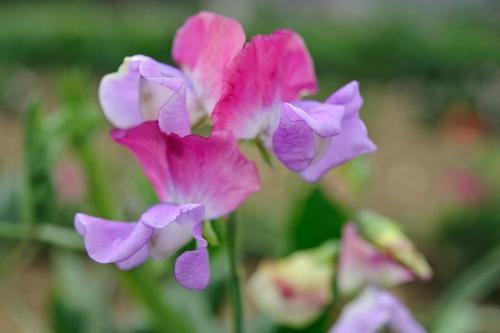 从此识花不求人系列（1）——藤本植物，爬墙达人，垂直绿化高手