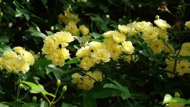 从此识花不求人系列（1）——藤本植物，爬墙达人，垂直绿化高手