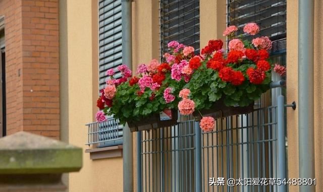 阳台盆栽花放不下怎么办？看看别人家的小阳台大格局