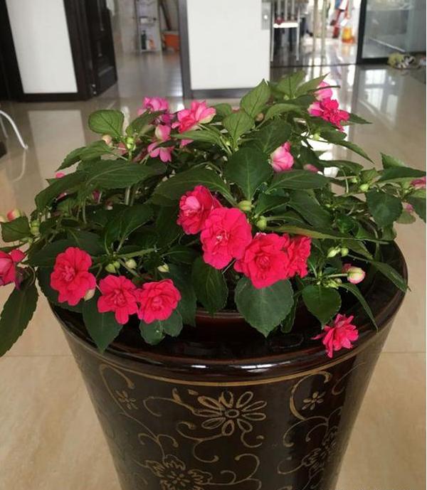 “这3种”花被称之为“开花机器”，花期长、花量大！盆栽好选择