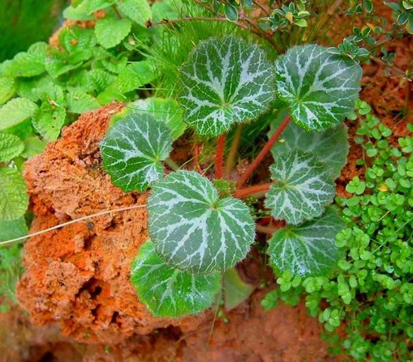 3种喜阴花叶子比花美，不爱太阳，向阳院子养不好