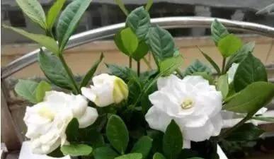 5种花，现在扦插正“当时”，“好活”易爆盆，叶绿花还多