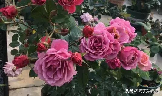 最值得养的6种月季，抗病性强，四季开花易爆盆，阳台庭院都能养