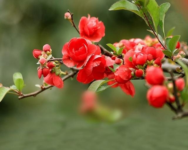季海棠花不知道怎么养？做对这几点小方法，花大色又艳