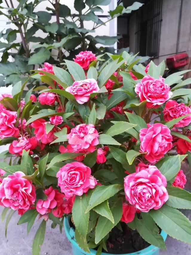 “这3种”花被称之为“开花机器”，花期长、花量大！盆栽好选择