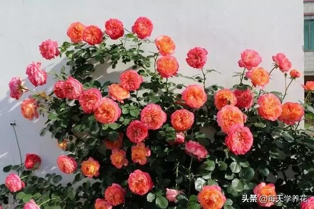 最值得养的6种月季，抗病性强，四季开花易爆盆，阳台庭院都能养