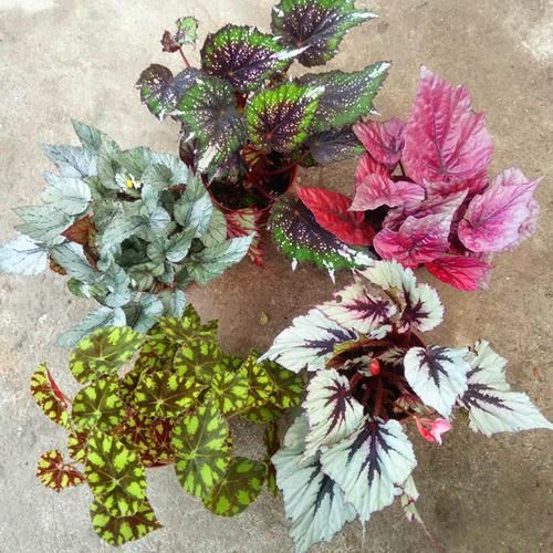 3种喜阴花叶子比花美，不爱太阳，向阳院子养不好