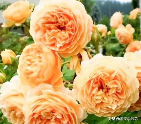最值得养的6种月季，抗病性强，四季开花易爆盆，阳台庭院都能养