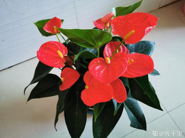 养花真的上瘾，买花买盆、买土买肥，循环往复，乐此不疲