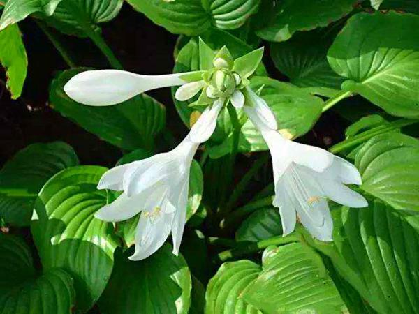 3种喜阴花叶子比花美，不爱太阳，向阳院子养不好
