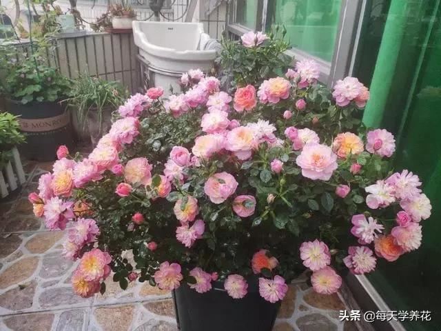 最值得养的6种月季，抗病性强，四季开花易爆盆，阳台庭院都能养