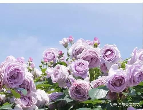 最值得养的6种月季，抗病性强，四季开花易爆盆，阳台庭院都能养