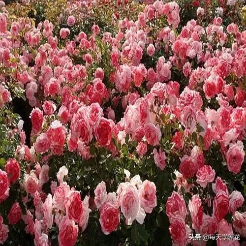 最值得养的6种月季，抗病性强，四季开花易爆盆，阳台庭院都能养