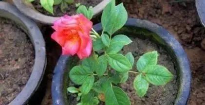 5种花，现在扦插正“当时”，“好活”易爆盆，叶绿花还多