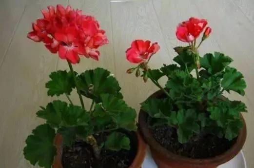 5种花，现在扦插正“当时”，“好活”易爆盆，叶绿花还多