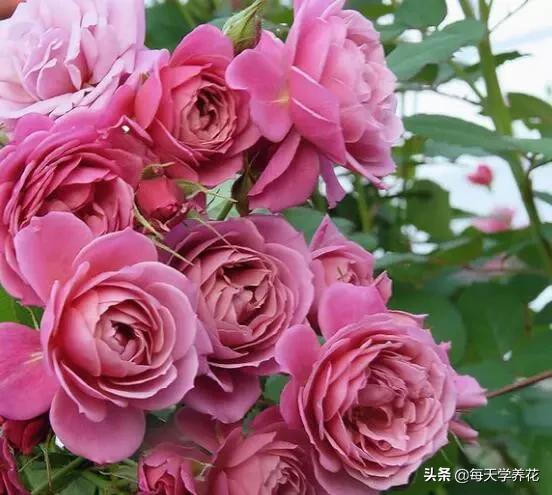 最值得养的6种月季，抗病性强，四季开花易爆盆，阳台庭院都能养