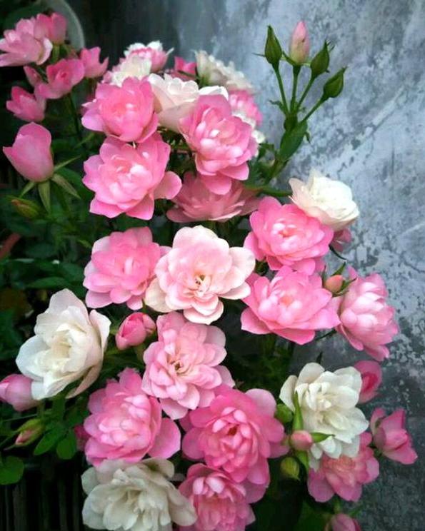 “这3种”花被称之为“开花机器”，花期长、花量大！盆栽好选择