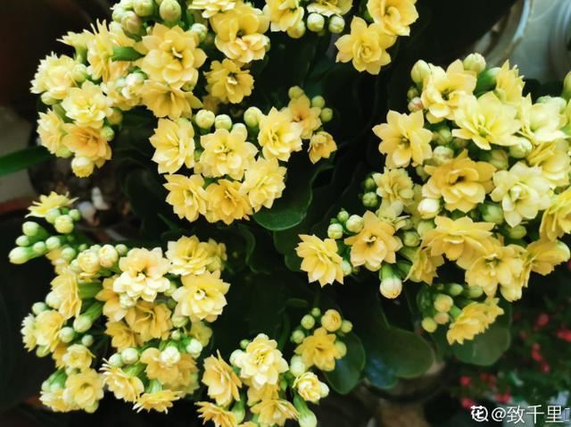 养花真的上瘾，买花买盆、买土买肥，循环往复，乐此不疲