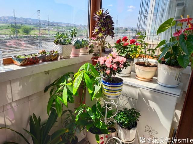 养花真的上瘾，买花买盆、买土买肥，循环往复，乐此不疲