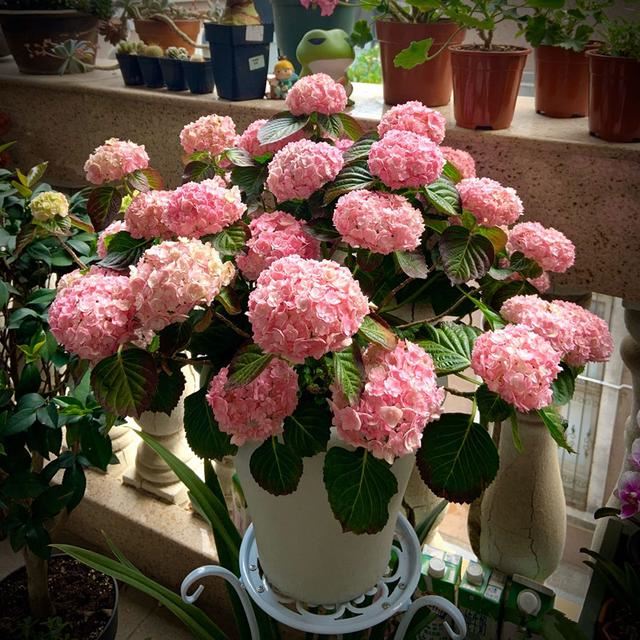 盆栽绣球花,这款很优秀,花大色艳,种植容易,花期长,值得入手