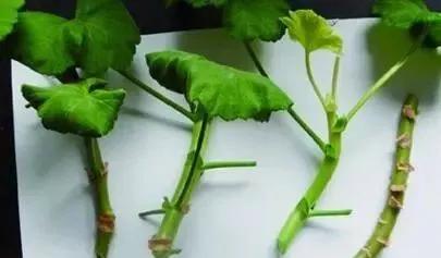 5种花，现在扦插正“当时”，“好活”易爆盆，叶绿花还多