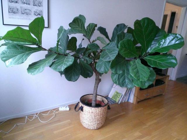养植物不懂修剪，容易招惹病虫害，花朵越开越少，赶紧来学学吧