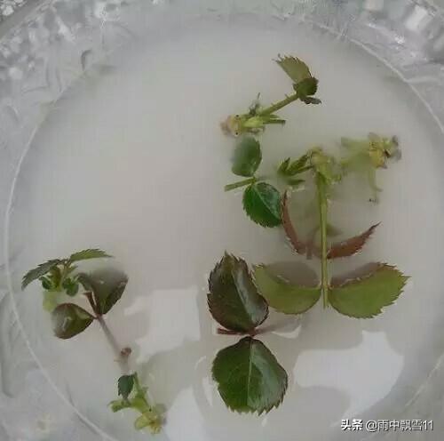 嫩芽繁殖月季花，扦插易成活，当年长成健壮苗，花开百朵香味浓