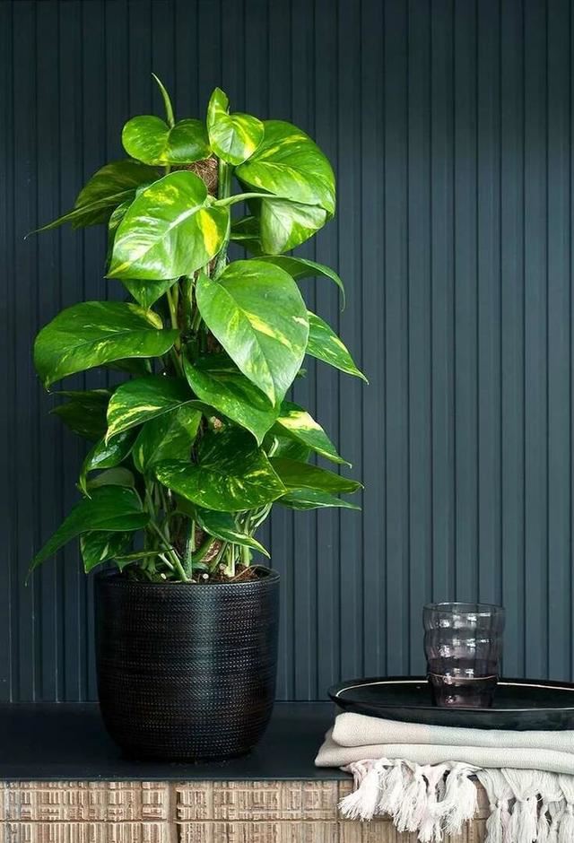 养植物不懂修剪，容易招惹病虫害，花朵越开越少，赶紧来学学吧