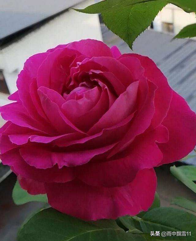 嫩芽繁殖月季花，扦插易成活，当年长成健壮苗，花开百朵香味浓