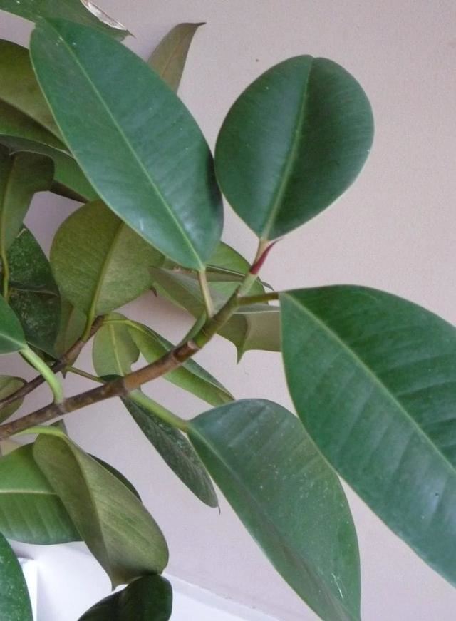 养植物不懂修剪，容易招惹病虫害，花朵越开越少，赶紧来学学吧