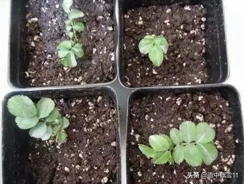 嫩芽繁殖月季花，扦插易成活，当年长成健壮苗，花开百朵香味浓
